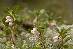 Bearberry - in flower