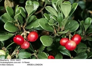 Bearberry Gallery: BEARBERRY - IN FRUIT