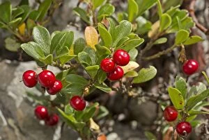 Bearberry Gallery: Bearberry in fruit in early autumn