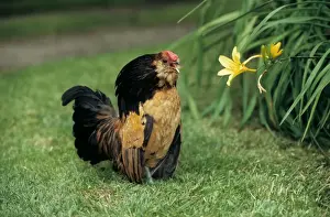 Bearded Antwerp Bantam - Cock
