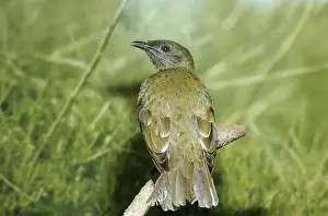 Bellbirds Prints: Bearded Bellbird