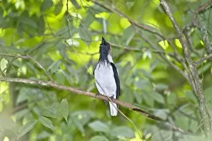 Bellbirds Gallery: Bearded Bellbird - male calling in forest canopy