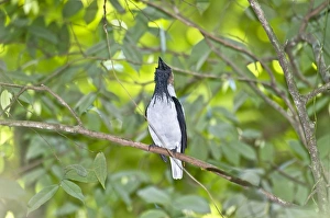 Bearded Bellbird - male calling in forest canopy Bearded Bellbird - male calling in forest canopy
