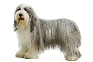 Bearded Collie