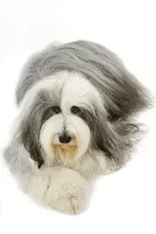 Grey And White Prints: Bearded Collie