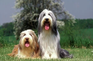 Herd Breeds Collection: Bearded collie - two
