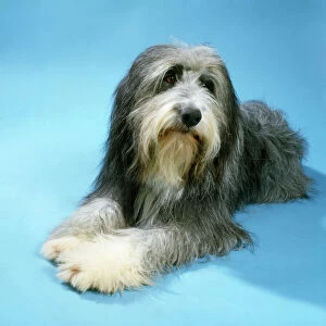 Herd Breeds Collection: Bearded Collie Dog