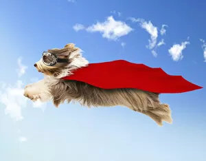 Bearded Collie Dog, flying in mid-air wearing goggles and cape Date: 23-Oct-11