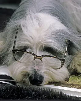 Bearded Collie Dog - Lying down asleep wearing spectacles