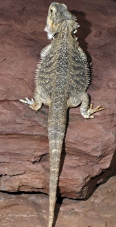 Images Dated 22nd April 2007: Bearded Dragon- Australia