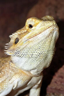 Images Dated 22nd April 2007: Bearded Dragon- Australia