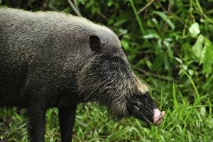 Images Dated 9th November 2008: Bearded Pig - Tanjung Puting National Park - Kalimantan - Borneo - Indonesia