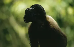 Bearded Saki Monkey NG 787 Amazonia Brazil S. America Chiropotes satanus © Nick Gordon / ARDEA LONDON