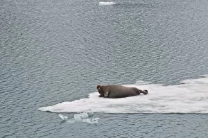 Bearded Seal - Hauled out on sea ice