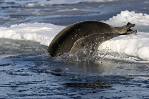 Images Dated 27th August 2003: Bearded Seal - Resting on ice in North East Svalbard