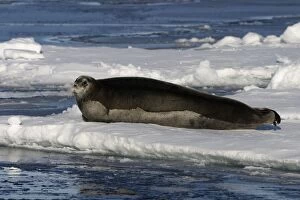 Images Dated 27th August 2003: Bearded Seal - Resting on ice in North East Svalbard