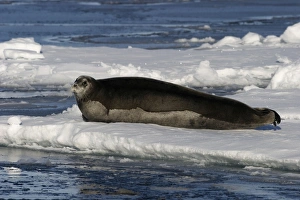 Images Dated 27th August 2003: Bearded Seal - Resting on ice in North East Svalbard
