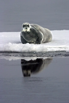 Images Dated 26th August 2003: Bearded Seal - Resting on ice in North East Svalbard