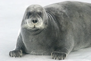 Images Dated 26th August 2003: Bearded Seal - resting on ice. Spitzbergen. North east Svalbard