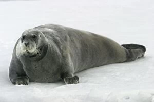 Images Dated 26th August 2003: Bearded Seal - resting on ice. Spitzbergen. North east Svalbard