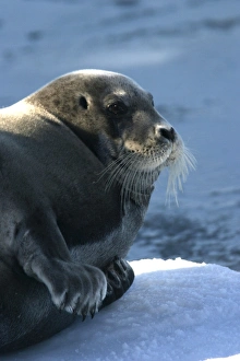Images Dated 27th August 2003: Bearded Seal - resting on ice. Spitzbergen. North east Svalbard