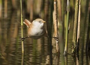 Images Dated 2nd May 2013: Bearded Tit / Bearded Reedling