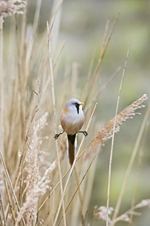 Images Dated 13th April 2007: Bearded Tit / Bearded Reedling – male in reeds Pensthorpe Norfolk UK 004262