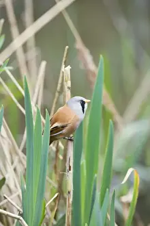 Reedling Prints: Bearded Tit / Bearded Reedling – male in reeds Pensthorpe Norfolk UK 004258