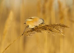 Images Dated 7th January 2010: Bearded Tit - male in reeds