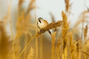 Images Dated 7th January 2010: Bearded Tit - male in reeds - midwinter