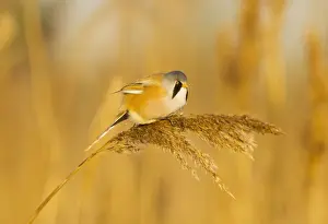 Reeds Prints: Bearded Tit - male in reeds - midwinter - Radipole - Dorset - UK