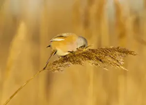 Bearded Tit - male in reeds - midwinter - Radipole - Dorset - UK