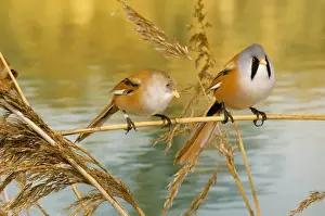 Bearded Tit - pair