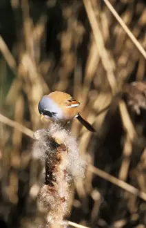 Rushes Prints: Bearded Tit Plucking seeds from bullrush
