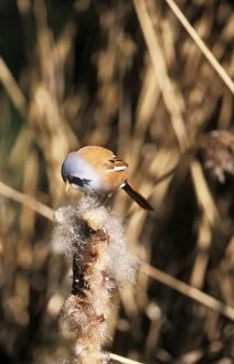 Bearded Tit - Plucking seeds from bulrush