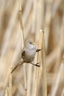 Images Dated 16th April 2009: Bearded Tit / Reedling - female on reed
