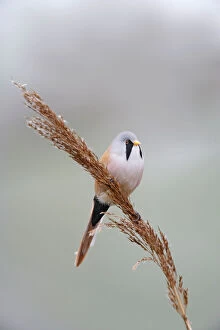 East Anglia Gallery: Bearded Tit / Reedling - male on reed