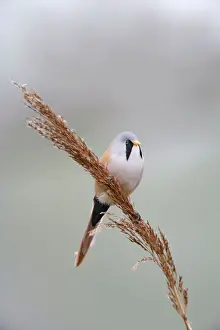 Reeds Prints: Bearded Tit / Reedling - male on reed - Norfolk - UK 007216