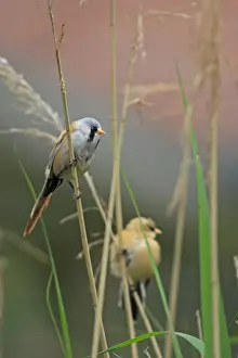 Bearded Tit - on reeds. Pensthorpe - Norfolk - UK
