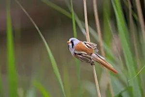 Bearded Tit - on reeds. Pensthorpe - Norfolk - UK