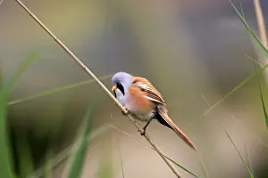 Bearded Tit - on reeds. Pensthorpe - Norfolk - UK