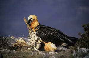 Bearded Vulture / Lammergeier - With carcass bone in beak - Spain - 10 foot maximum wing-span-Pyrenees- Only bone-eating specialist bird in the world - Found in Spain-France-Greece-Turkey-Italy-Africa - Rare