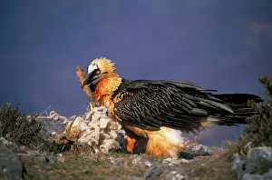 Bearded Vulture / Lammergeier - With carcass bone in beak - Spain - 10 foot maximum wing-span-Pyrenees- Only bone-eating specialist bird in the world - Found in Spain-France-Greece-Turkey-Italy-Africa - Rare