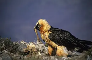 Scavanging Prints: Bearded Vulture / Lammergeier - Feeding