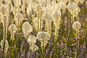 Beargrass and lupine backlit on the slopes