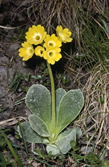 Images Dated 8th March 2007: Bears Ear Australia