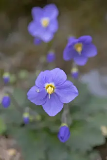 Bear's Ear Flower - with Crab Spider - Pyrennes, Spain