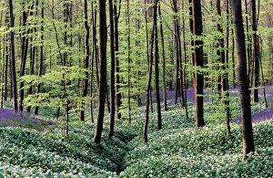 Beech Collection: Bear's Garlic in forest