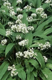 Bear's Garlic in forest