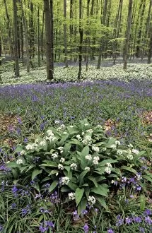 Images Dated 1st July 2008: Bear's Garlic in forest